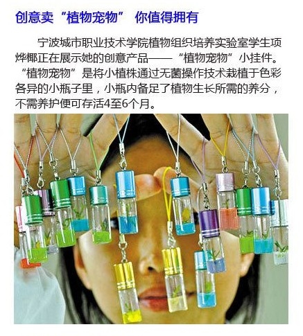 创意卖“植物宠物”