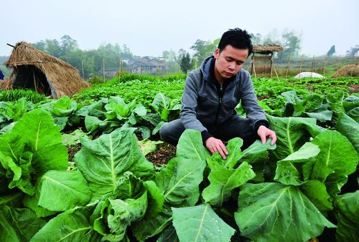 李文强在农场内查看蔬菜的生长情况。重庆晨报记者 甘侠义 摄