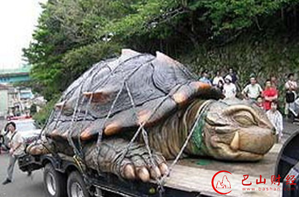 渔民,千年神龟,卡车运载,真相揭秘