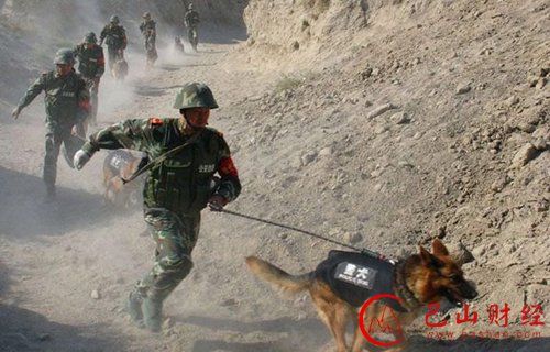 警犬,考试,追踪,搜索